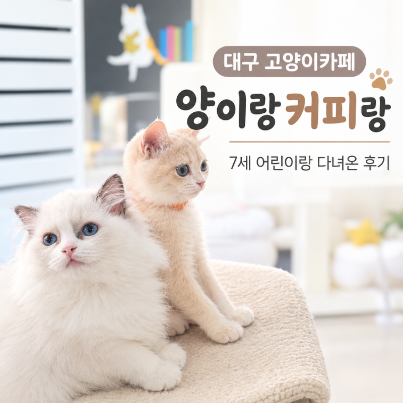 대구 동성로 데이트 고양이 카페ㅣ깔끔하게 관리하는 양이랑 커피랑