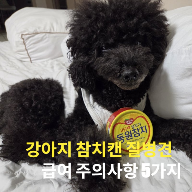 강아지 참치캔 먹어도 될까? 질병견 급여 주의사항 5가지