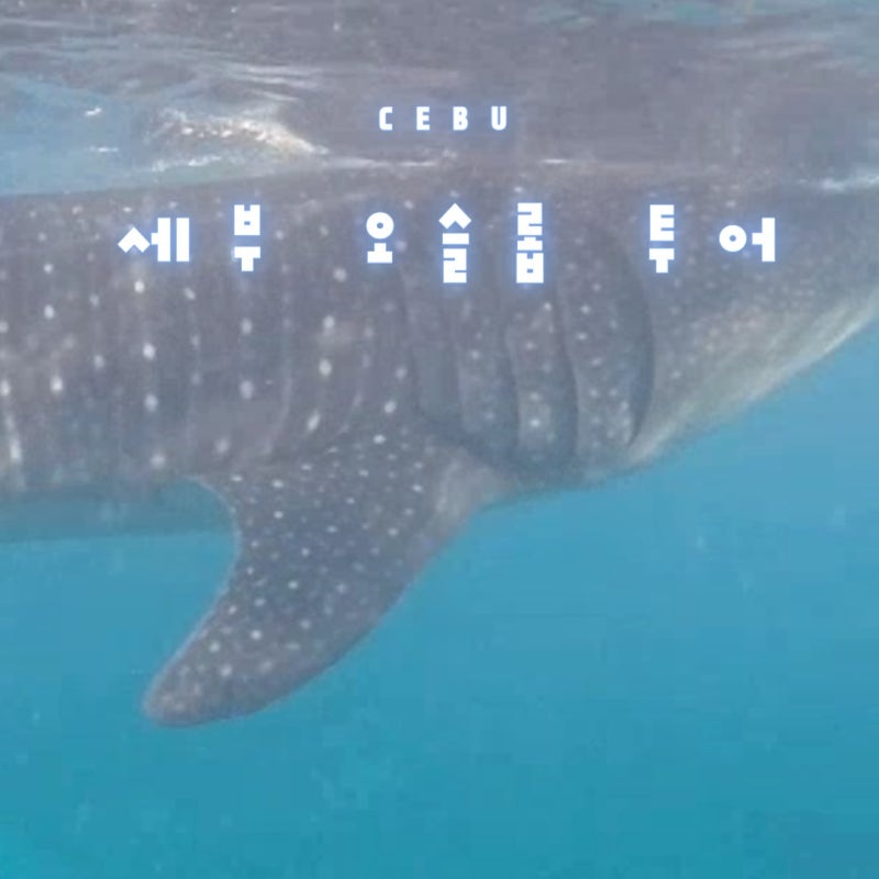 세부 여행 첫날 일정 코스 세부공항 픽업 오습롭 고래상어 패스트트랙 캐녀닝 투어 준비물