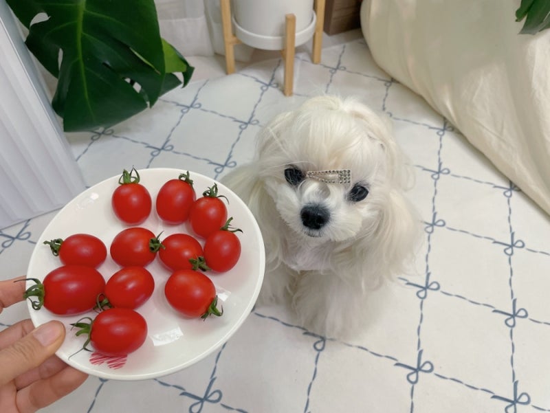 잘 익은 건 괜찮을까? 강아지 토마토 방울토마토 먹어도 될까