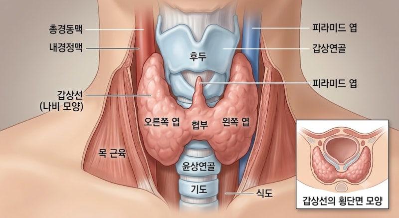 "요즘 따라 피곤하고 살찌나요?" 갑상선 저하증 증상부터 씬지로이드 200% 활용 복용법까지 총....