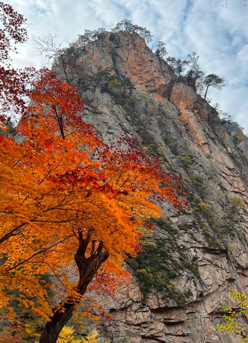 [설악산 단풍 산행] 흘림골~주전골 코스 완벽 가이드! 사전 예약부터 주차, 소요 시간 총정리