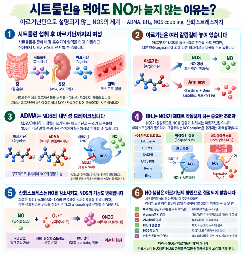 시트룰린을 먹어도 NO가 늘지 않는 이유는ㅣ아르기닌·ADMA·BH₄·NOS의 숨은 관계③