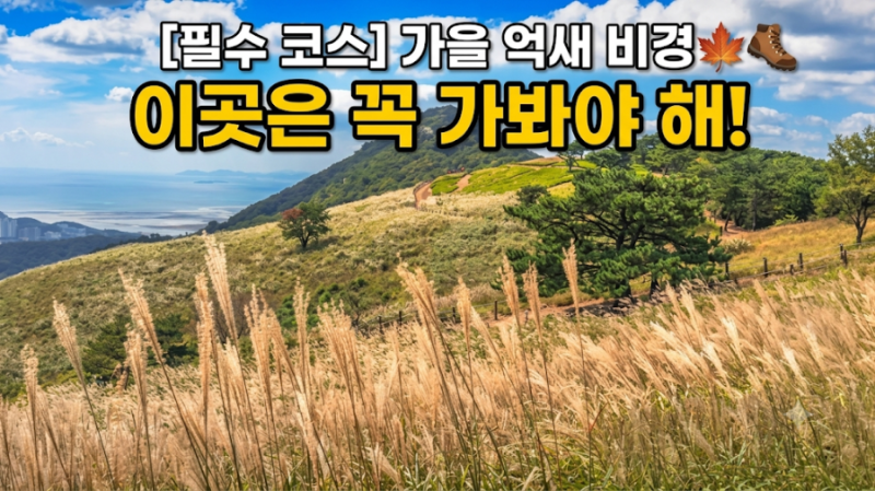 가을 억새 명소 TOP 4 | 10월 가을 여행지 추천 & 등산 코스 꿀팁