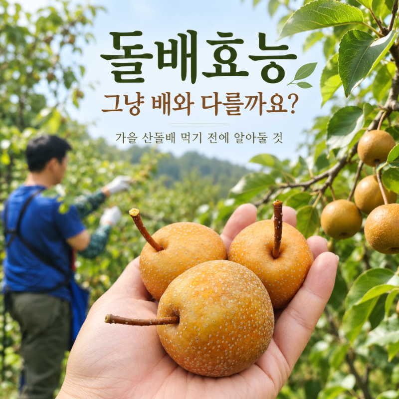 돌배효능 그냥 배와 다를까요? 가을 산돌배 먹기 전에 알아둘 것