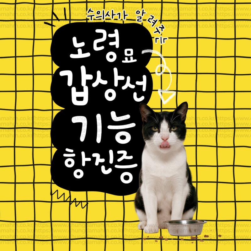 [수의사가 알려주는] 고양이 갑상선 기능 항진증