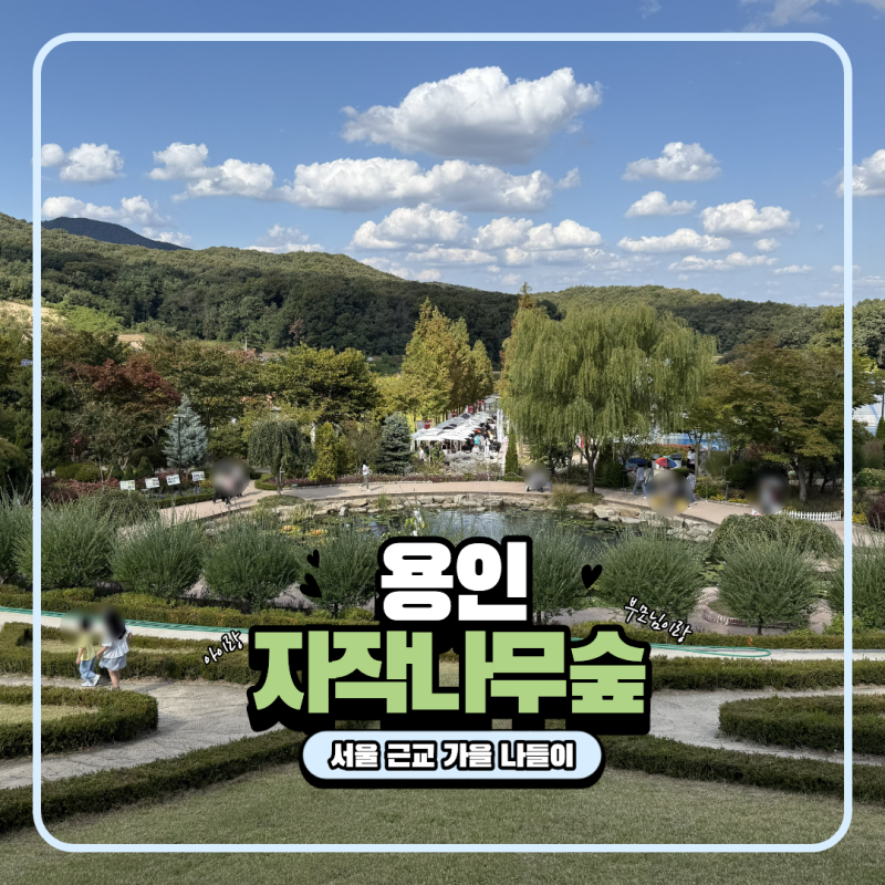 서울 근교 부모님이랑 아이랑 가볼 만한 곳 추천 용인 자작나무숲