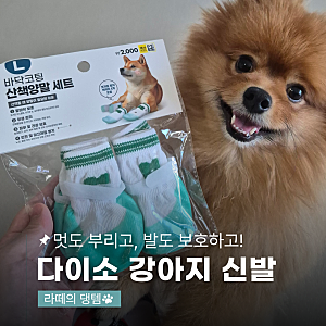 강아지 발 보호템 찾는다면? 다이소 강아지 신발로!