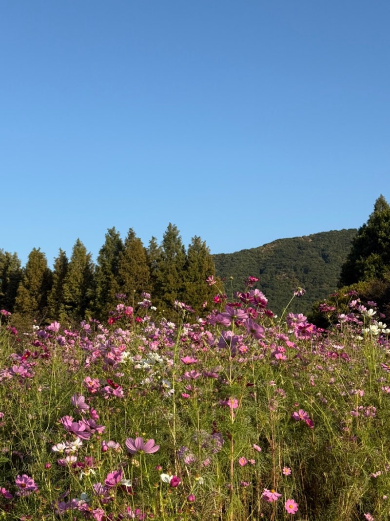 인천대공원 주차장 요금, 코스모스 구경