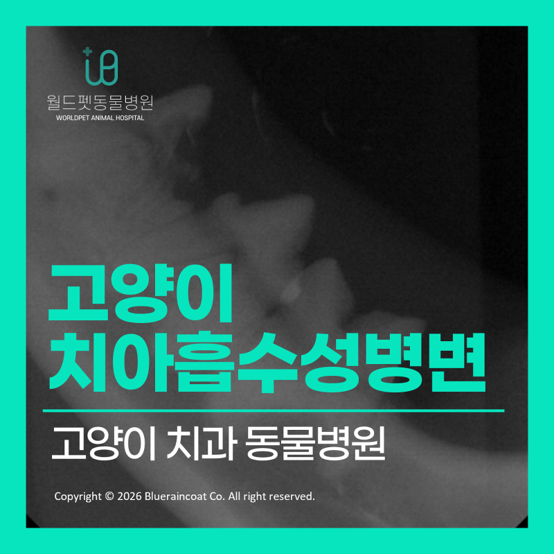 [치과 CASE] 고양이 치아흡수성병변, 307번 407번 발치 치료 케이스 :: 고양이 치과 동물병원