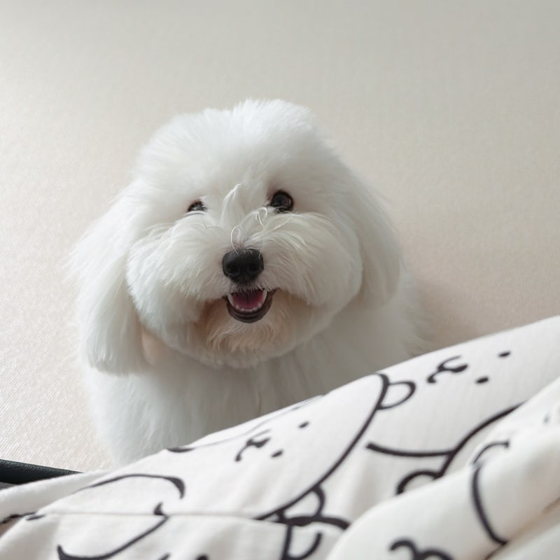 꼬똥 드 툴레아 한달 양육비? 꼬동 강아지 키우기 전 꼭 보세요