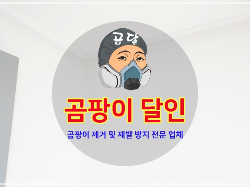 바닥 곰팡이 제거 장판 초배지에서 번진 가장자리 재발 방지 시공 사례