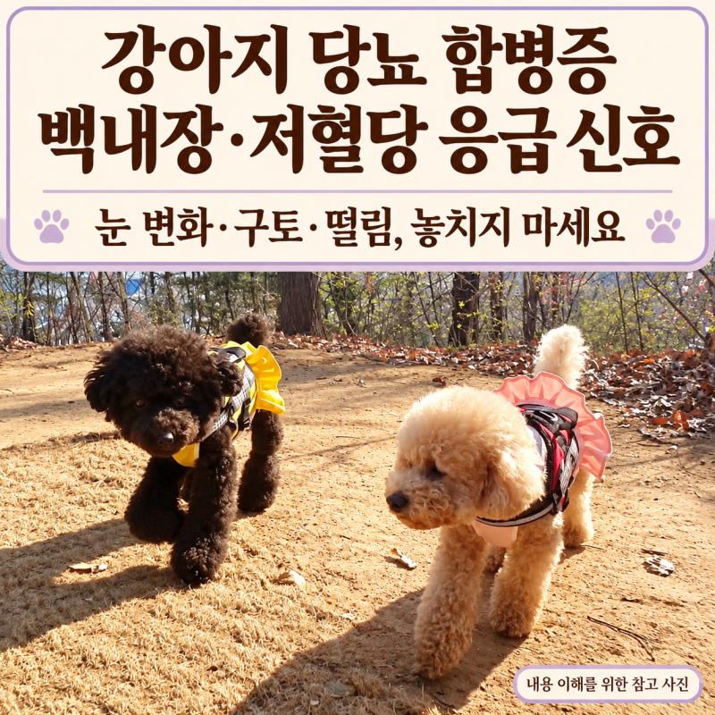 강아지 당뇨 합병증, 백내장·저혈당 응급 신호