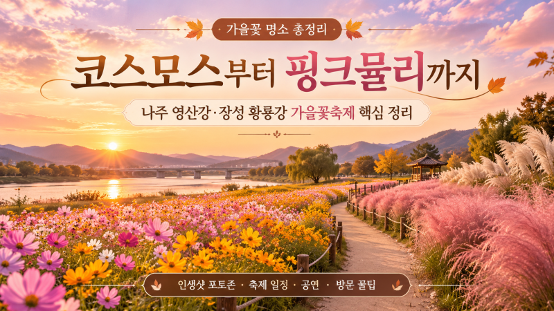 지금 안 가면 아쉬워요! 코스모스·핑크뮬리 절정, 나주 영산강 vs 장성 황룡강 어디 갈까?