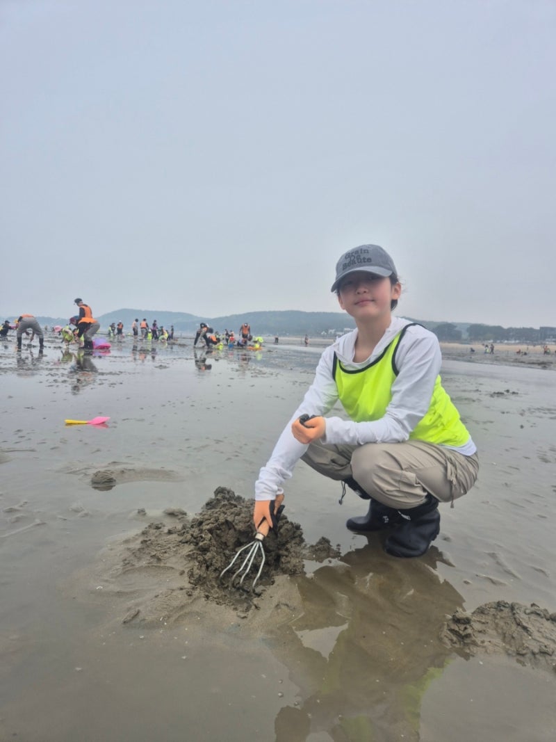 [아이와 가볼만한곳] 조개 밭이 펼쳐지는 '마시안 갯벌체험장' 완벽 가이드 (물때 보는 법, 주....