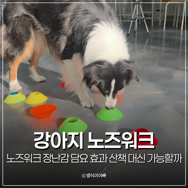 강아지 노즈워크 장난감 담요 효과 산책 대신 가능할까
