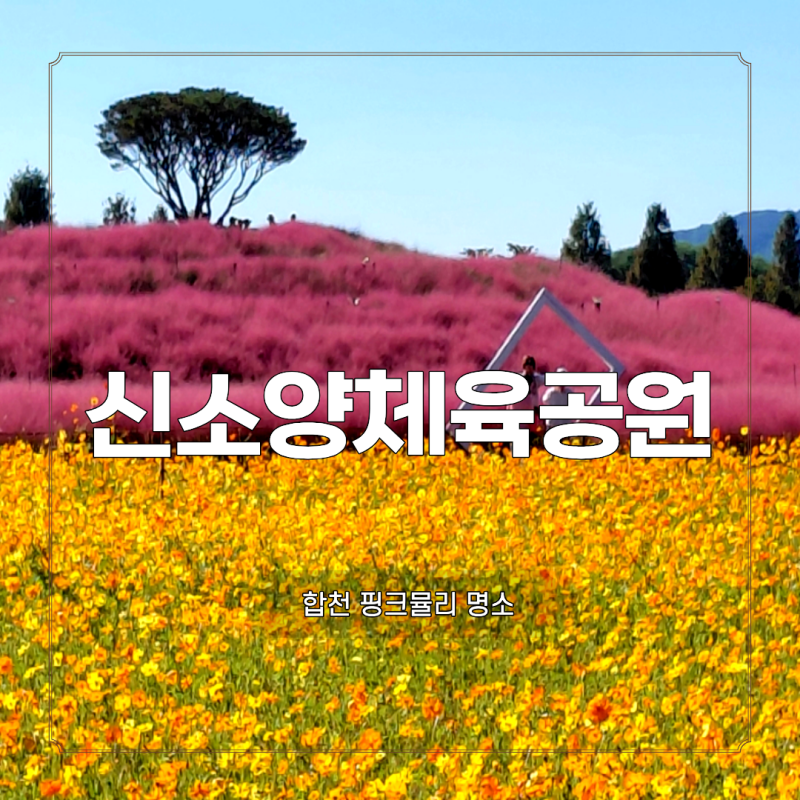 합천 신소양체육공원 핑크뮬리 실시간 개화현황! 주차 꿀팁과 푸드트럭 위치