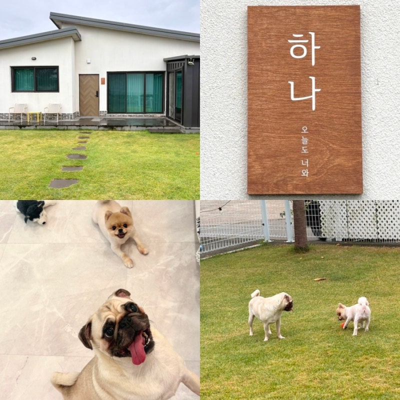 경주 애견동반 펜션 오늘도 너와｜강아지랑 다녀온 독채 숙소 솔직후기