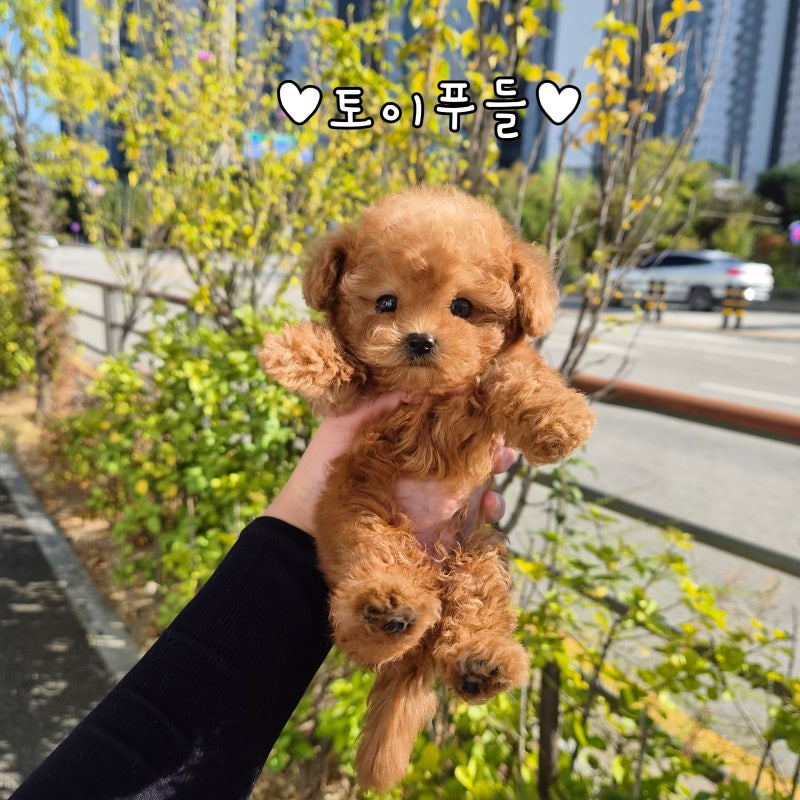 토이푸들분양 1~2kg대 타이니푸들 인형 같은 아이