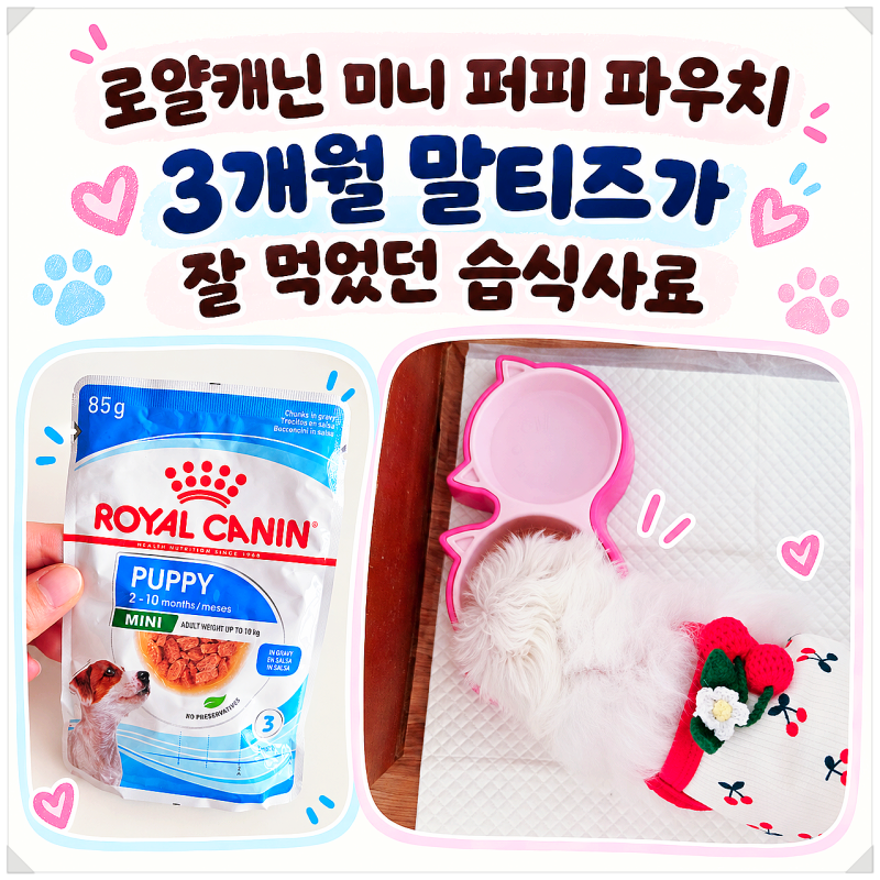 로얄캐닌 미니 퍼피 파우치, 3개월 말티즈가 잘 먹었던 습식사료
