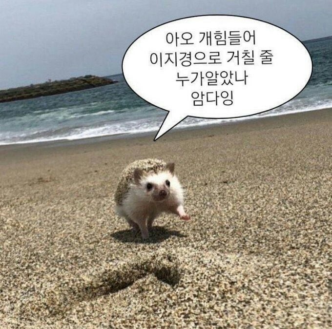 결혼식 추가 준비 목록 및 체크리스트 1탄/DVD, 사회자 정보