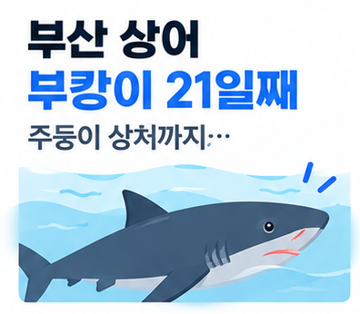 부산 상어 부캉이 21일째, 주둥이 상처까지… 종류·현재 위치·건강 상태 총정리
