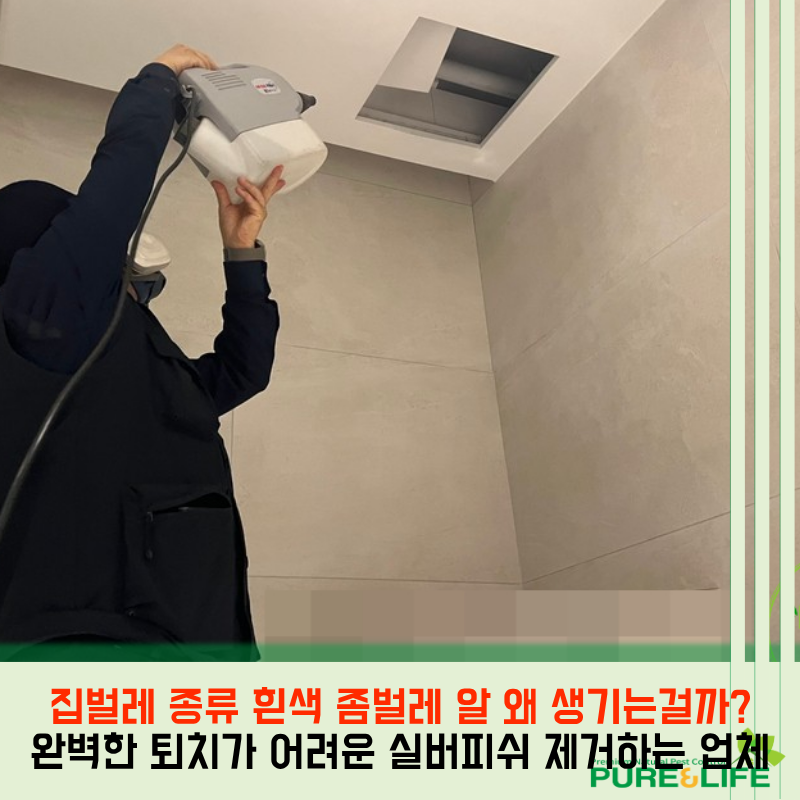 집벌레 종류 흰색 좀벌레 알 번식력 왜 생기는걸까? 완벽한 박멸 퇴치가 어려운 실버피쉬 제....