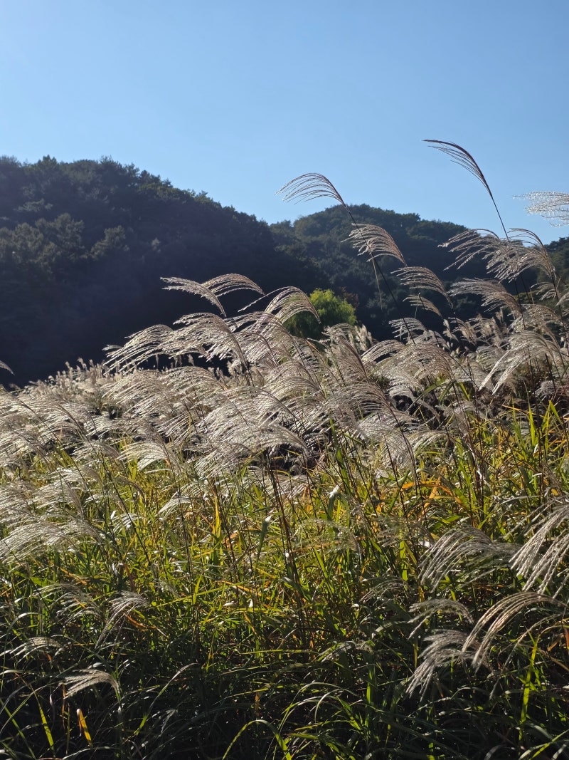 청주 상당산성 자연마당 가을 명소 10월 가볼만한 곳