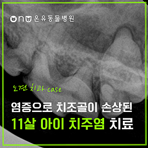 강아지잇몸피, 11살 아이 치료 사례로 노화 vs 치주염 구분 방법 알려드립니다.