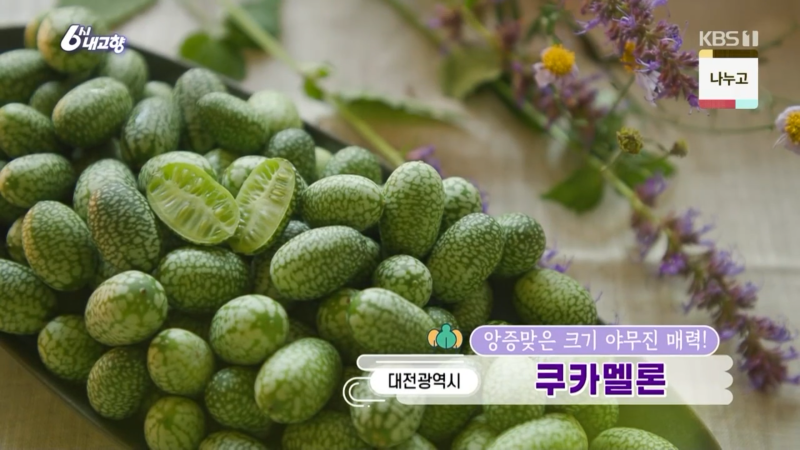 [광고X] 6시 내고향 쿠카멜론 농장 어디예요? 대전 휘재농장 연락처랑 으름 예약 주문법 정리....