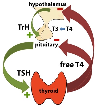 TSH vs Free T4, 갑상선 검사 결과지 이렇게 읽습니다 — 갑상선기능검사 완전정복