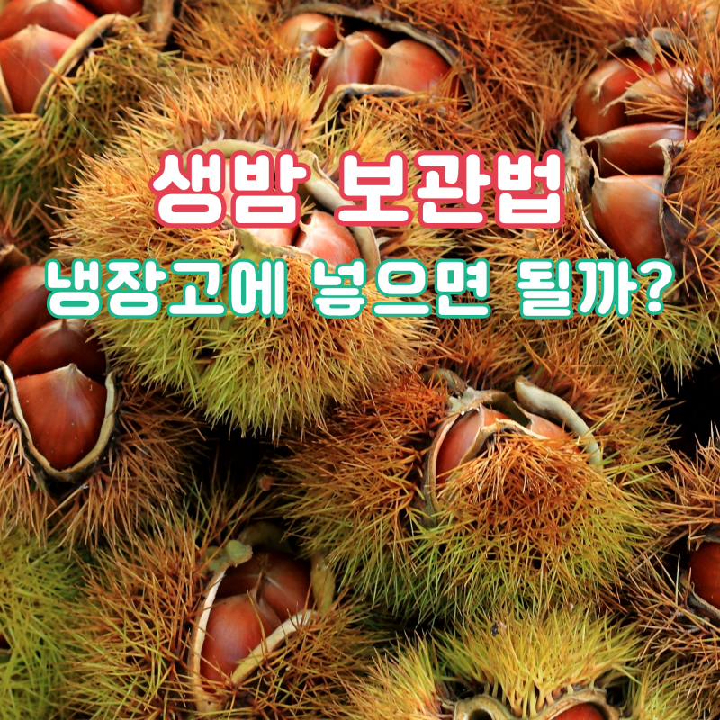 생밤 보관법, 냉장고에 그냥 넣으면 될까?