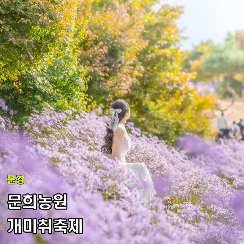 문경 문희농원 개미취축제 입장료 주차 개화 포토존 후기