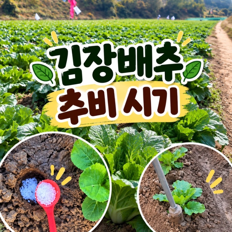 김장배추 추비시기 도대체 언제야?