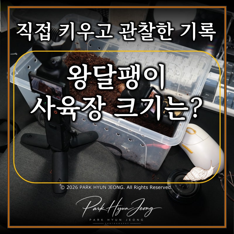 왕달팽이 키우기｜사육장 크기는 얼마나 필요할까? 뚜껑과 환기 방법까지