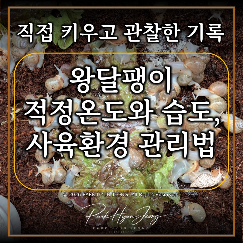 왕달팽이 키우기｜적정 온도와 습도, 사육환경 관리법