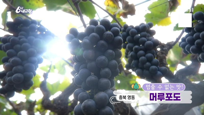 6시 내고향 영동 머루포도 어디서 사요? 연락처 안 나와서 직접 찾아봤어요
