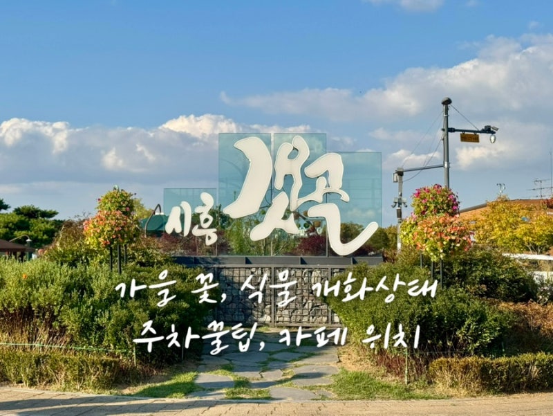시흥 가볼만한 곳 갯골생태공원 주차꿀팁 | 10월 핑크뮬리 코스모스 댑싸리 개화상태 서울 근....