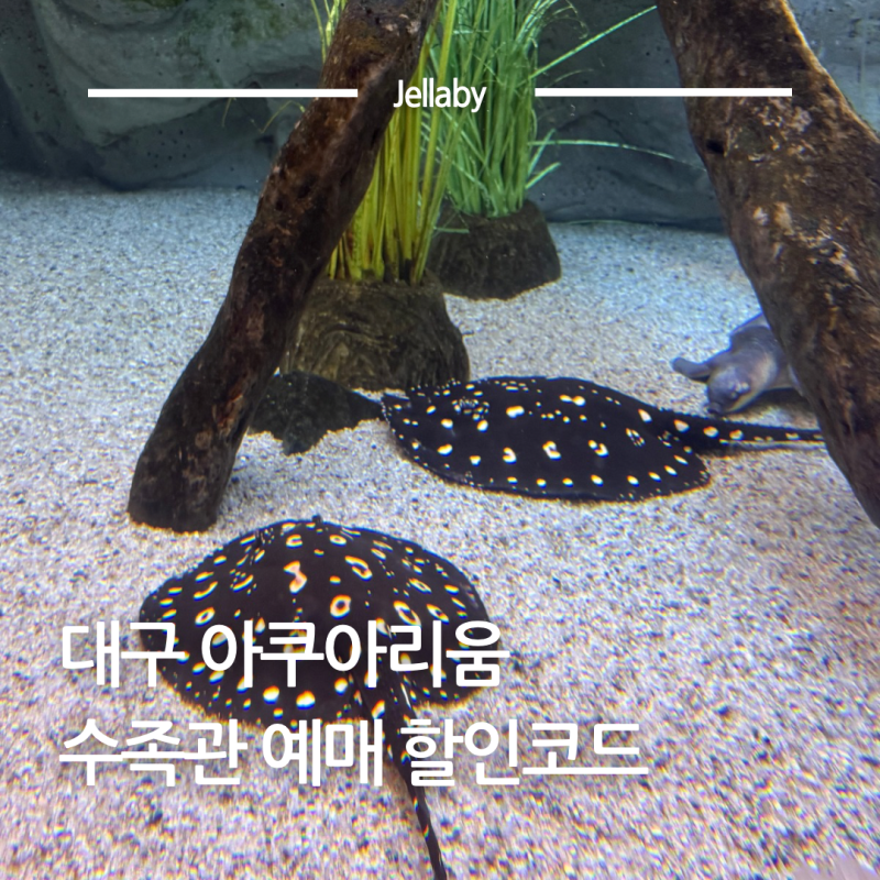 대구 아쿠아리움 수족관 최저가 할인 입장권 가격 예매 방법 총정리 (~10/11)