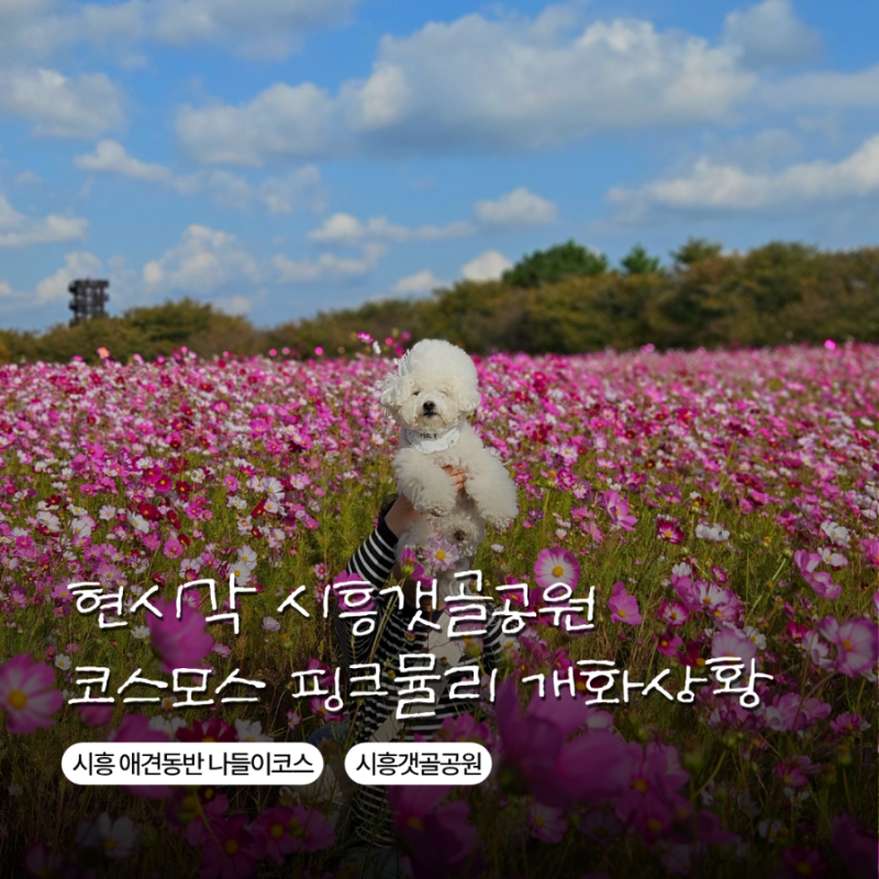 [시흥 갯골생태공원] 강아지 산책 꿀팁! 현시각 코스모스 꽃밭 근황, 푸드트럭 먹방 & 주차장 ....