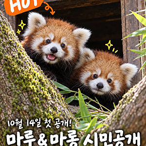 서울대공원 레서판다 쌍둥이 마루·마롱 10월 14일 공개, 관람 시간과 에티켓 총정리