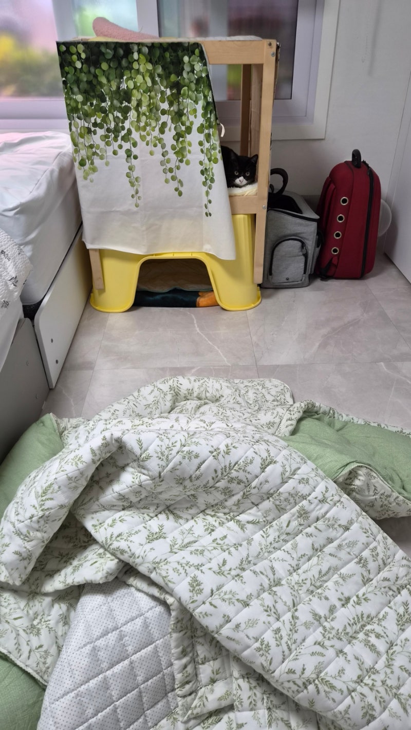 고양이 오줌 테러, 이불 세탁과 매트리스 냄새 제거