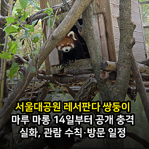 서울대공원 레서판다 쌍둥이 마루 마롱 14일부터 공개 충격 실화, 관람 수칙·방문 일정