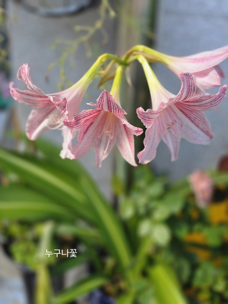 아마릴리스 키우기 꽃의 특징 및 꽃말