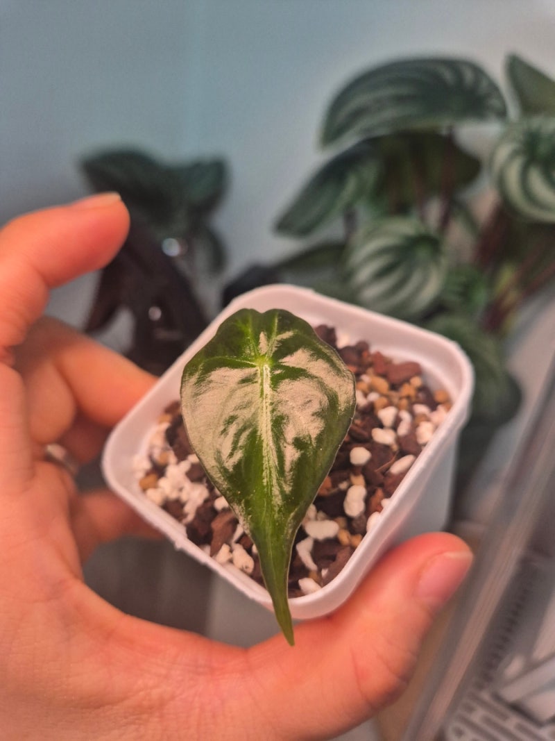 [식물일기] 서비스 자구로 시작한 알로카시아 베놈~