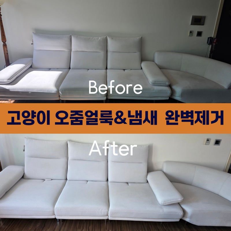 고양이 오줌실수 배변얼룩&냄새 없애기! ; 진주패브릭소파청소 추천[비치움 진주점]내동면 ....