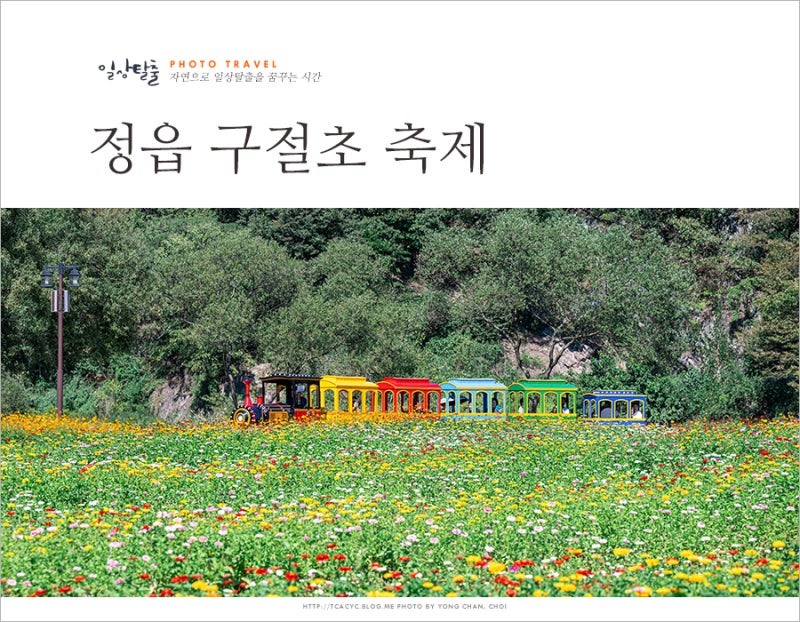 정읍 여행 가볼만한곳 정읍 구절초 축제 실시간