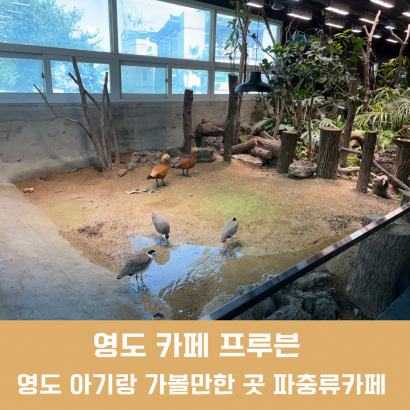 부산 영도 아기랑 가볼만한 곳 영도 프루븐 파충류카페