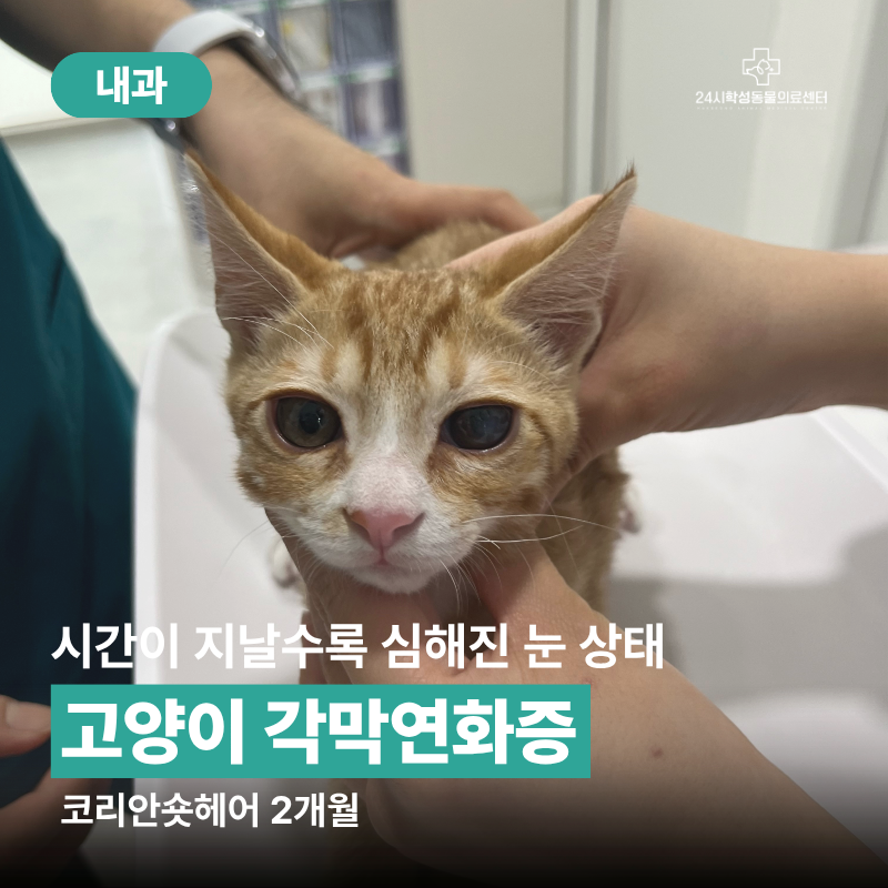 울산 고양이 24시 동물병원 각막연화증 진료 사례와 치료 과정은?