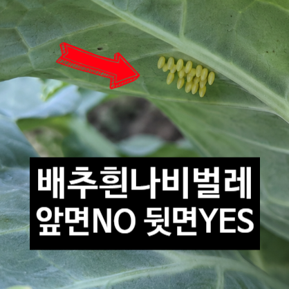 배추흰나비벌레 없애는법｜배추잎 뒤를 꼭 확인해야 하는 이유